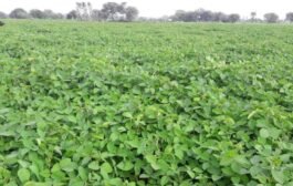 अटकळी शिवारात पावसाचा जोर शेतकरी सुखावले.